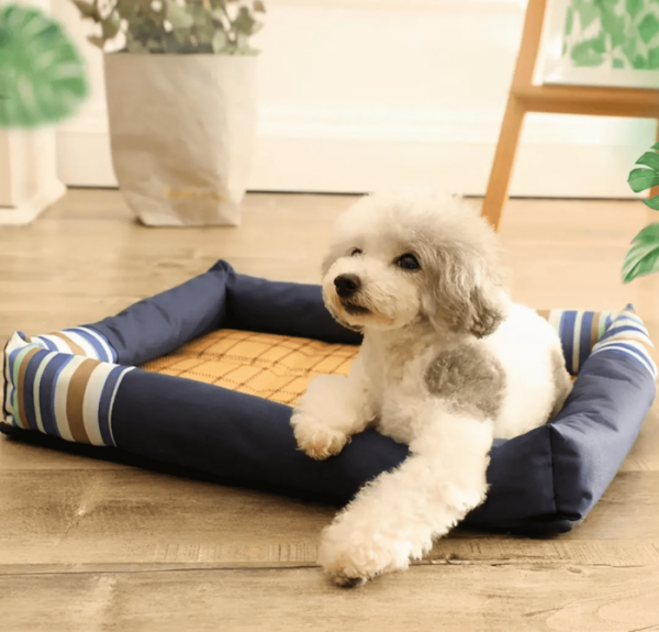 狗狗生小狗前有什么征兆