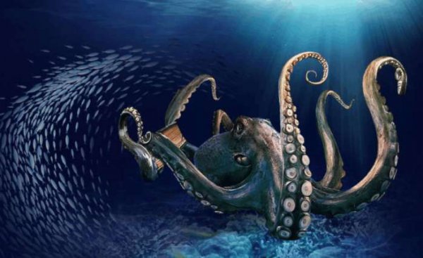 为什么说章鱼是四维生物