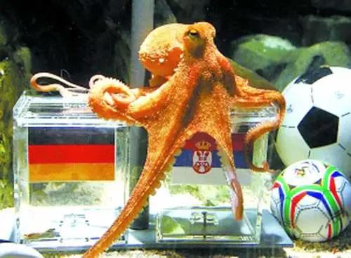 为什么说章鱼是四维生物