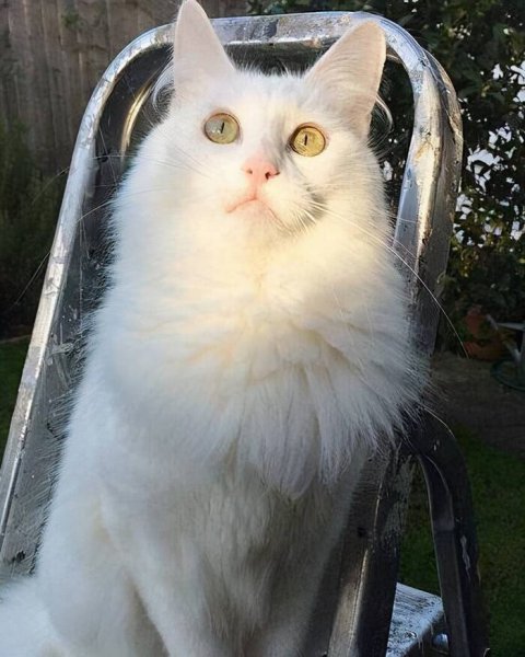 世界名猫排行榜前十