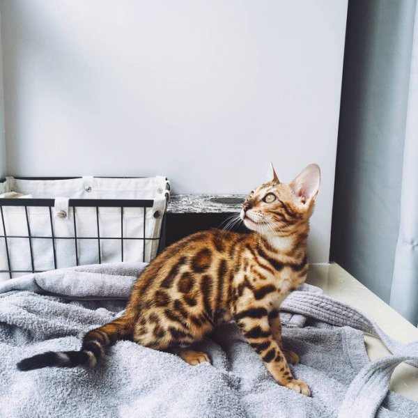 世界名猫排行榜前十