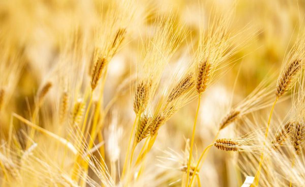 贵州茅台酒的酿造原料有哪些