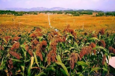 茅台酒一个制酒生产周期 生产茅台大曲酱香酒工艺需要几年