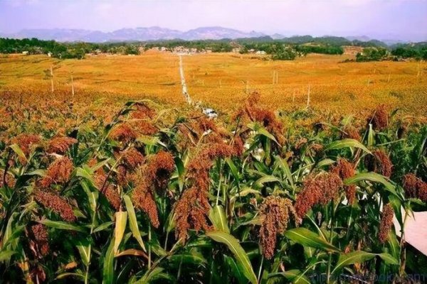 茅台酒一个制酒生产周期
