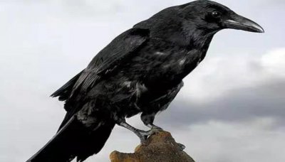 听到乌鸦叫预示什么事 突然听见乌鸦叫了三声什么意思