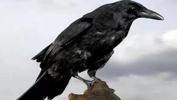 听到乌鸦叫预示什么事