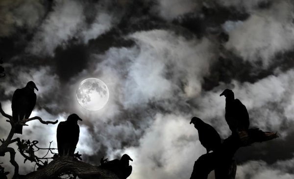 听到乌鸦叫预示什么事