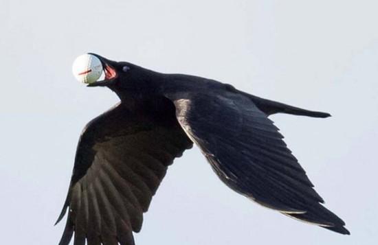 听到乌鸦叫预示什么事