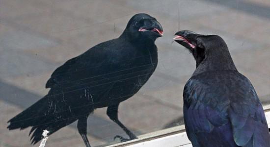 听到乌鸦叫预示什么事