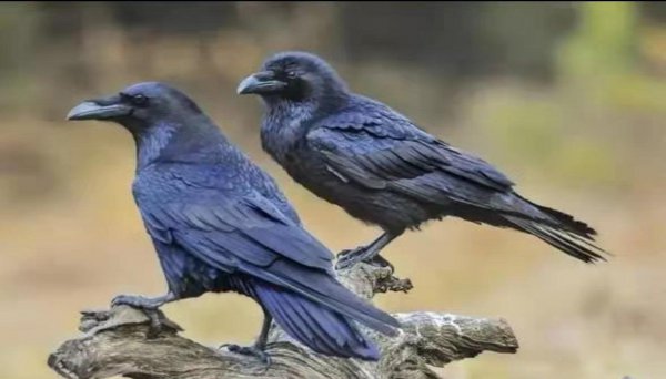 听到乌鸦叫预示什么事