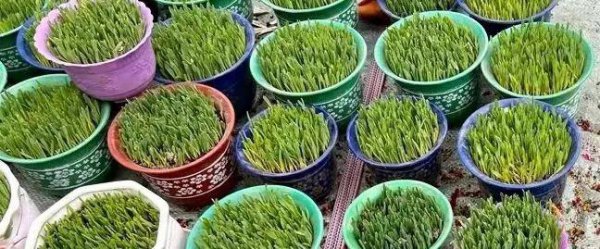 藏历新年是哪一天哪里的节日