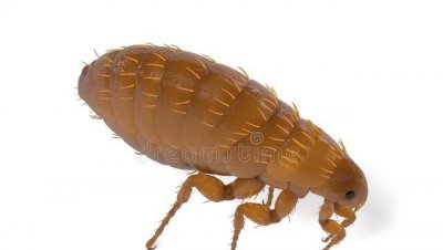 杀死床上的跳蚤的小妙招 灭跳蚤用什么土方法最管用