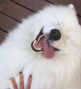 萨摩耶的优缺点及适合人群 盘点养萨摩耶犬好处和坏处