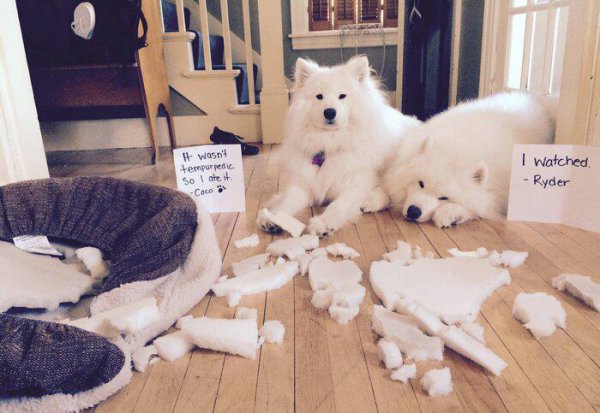 萨摩耶的优缺点及适合人群