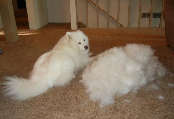 萨摩耶的优缺点及适合人群