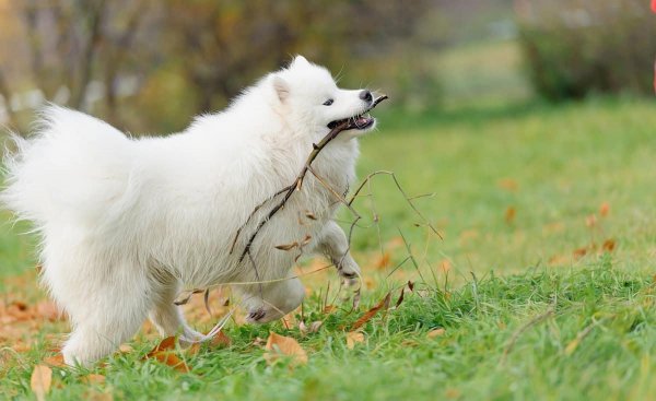 萨摩耶的优缺点及适合人群