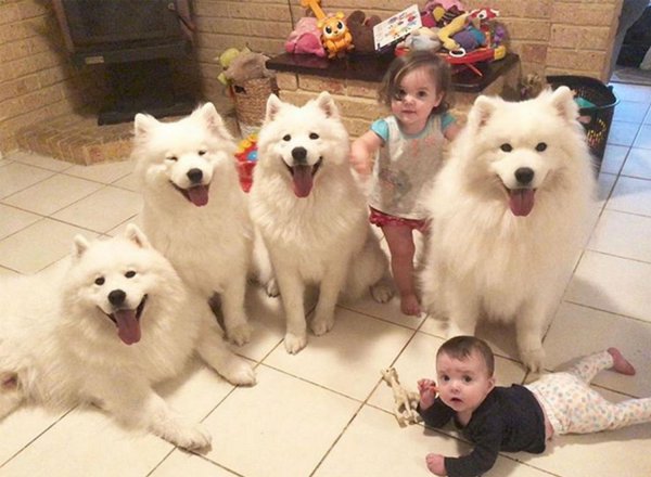 萨摩耶的优缺点及适合人群