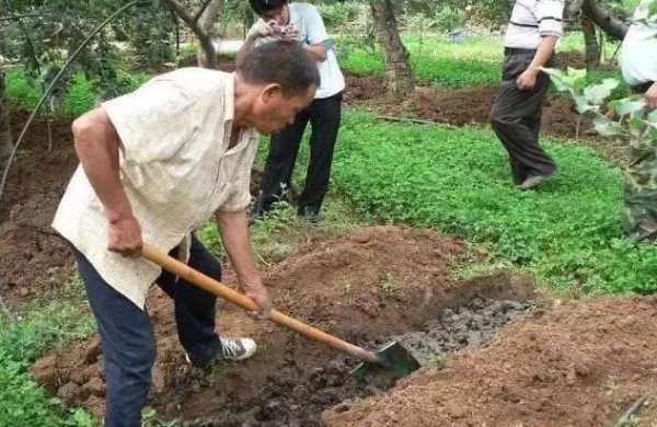 草木灰的主要成分是什么