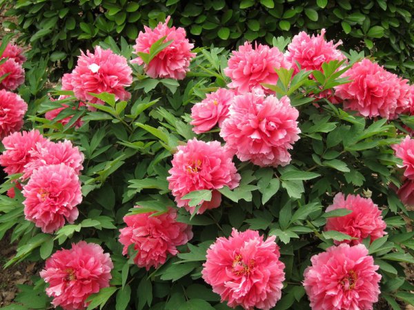 罗隐最著名诗10首介绍