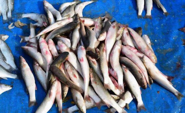 钓梭鱼用什么饵最好