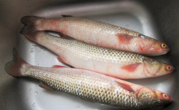 钓梭鱼用什么饵最好