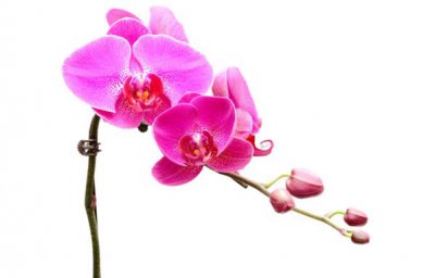 蝴蝶兰什么时候开花几点钟 蝴蝶兰的花期是什么时间