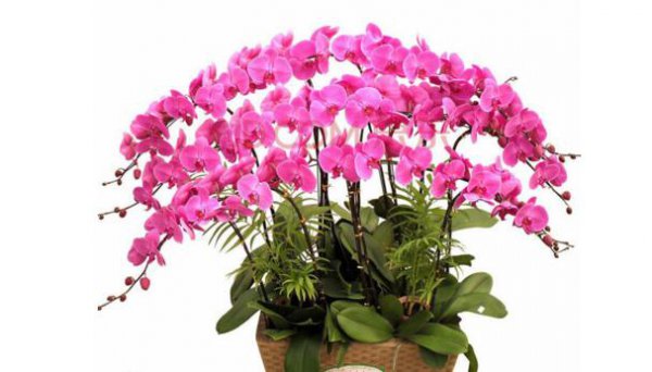 蝴蝶兰什么时候开花几点钟