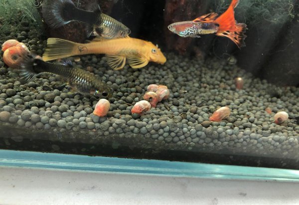 新手第一次养鱼需要注意哪些