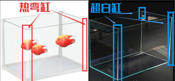 新手第一次养鱼需要注意哪些