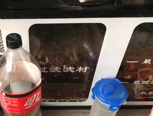 新手第一次养鱼需要注意哪些