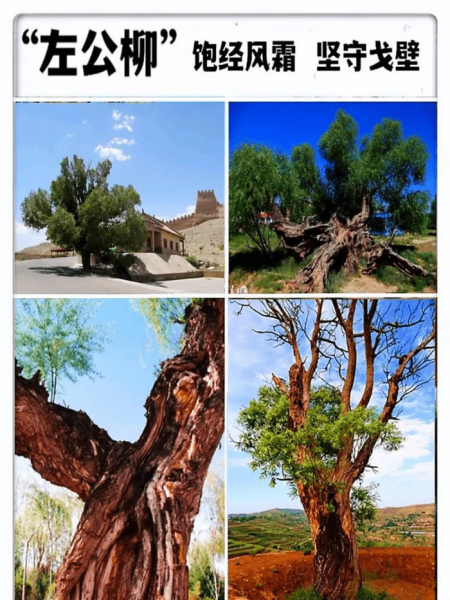 晚清时期收复新疆的名将是谁