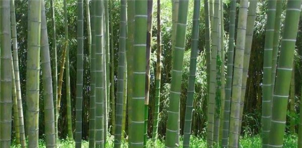 竹纤维是什么面料