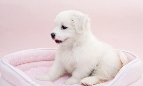 狗的寿命一般多长时间