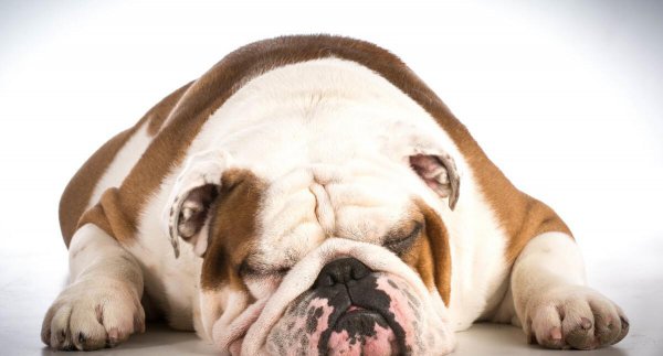 狗的寿命一般多长时间