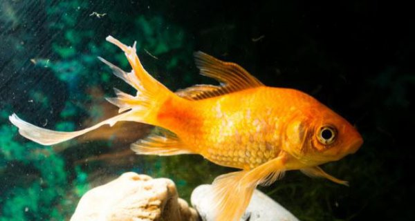 鱼烂鳍烂尾什么药好使