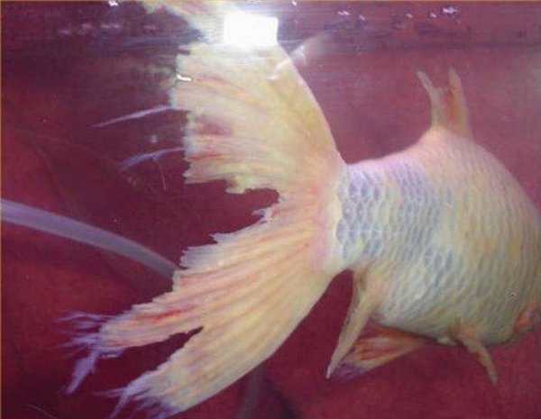 鱼烂鳍烂尾什么药好使