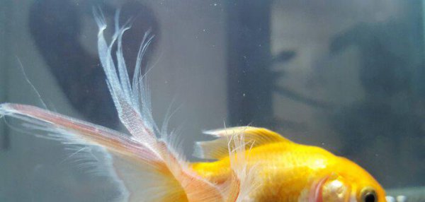 鱼烂鳍烂尾什么药好使