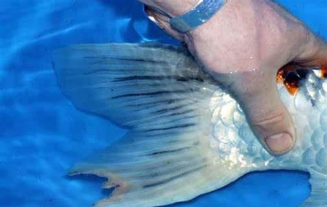 鱼烂鳍烂尾什么药好使