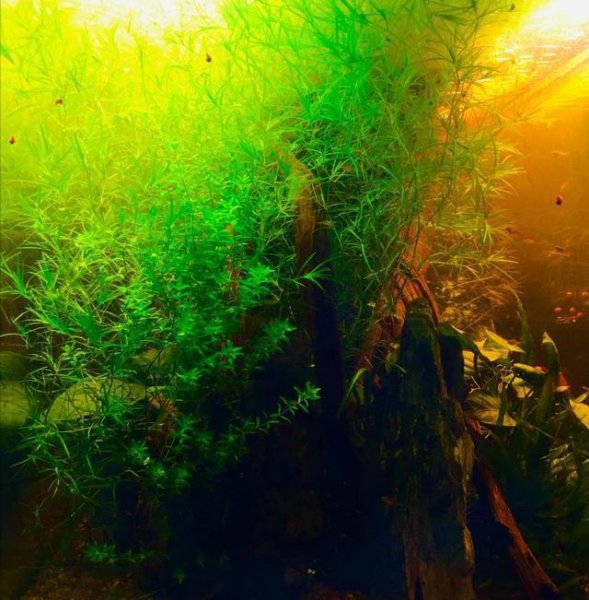 草缸水浑浊怎么办