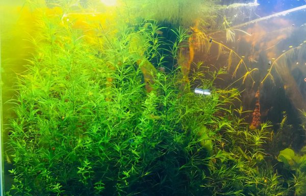 草缸水浑浊怎么办