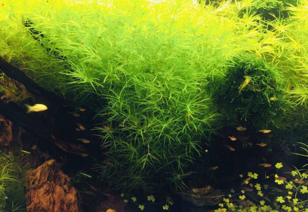 草缸水浑浊怎么办