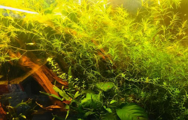 草缸水浑浊怎么办