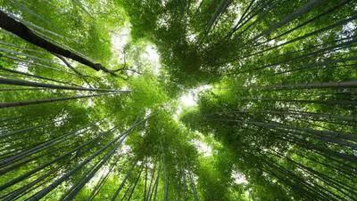 竹子开花是怎么回事