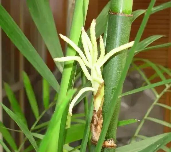 竹子开花是怎么回事