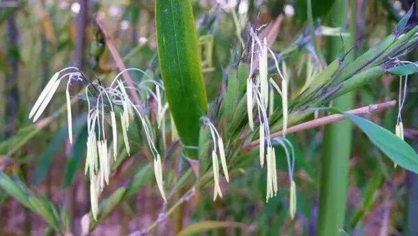 竹子开花是怎么回事