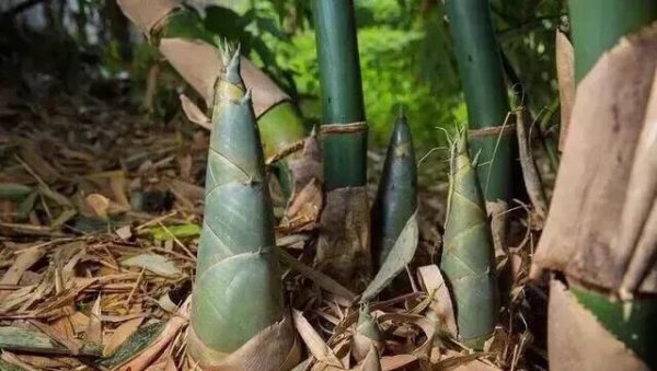 竹子开花是怎么回事