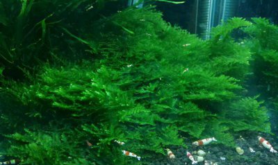 有水就能活的水草 什么草只要有水源就可以养很好