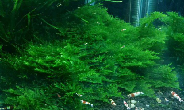 有水就能活的水草