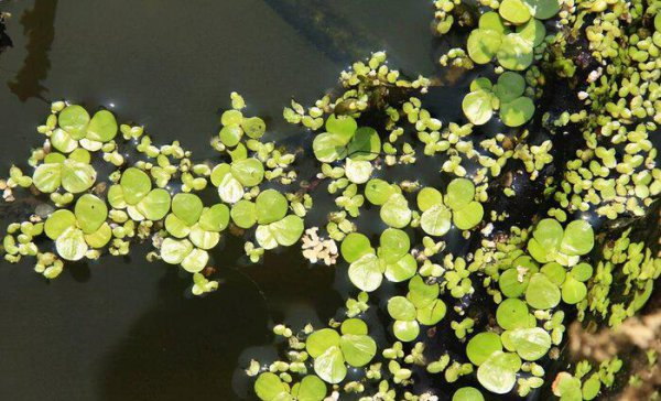有水就能活的水草