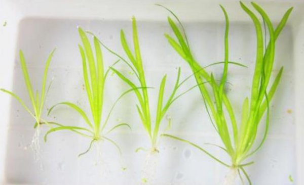 有水就能活的水草